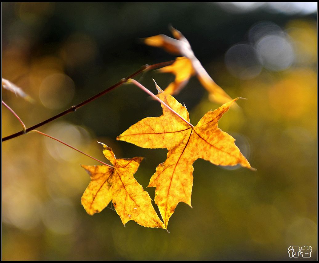 秋叶10.jpg