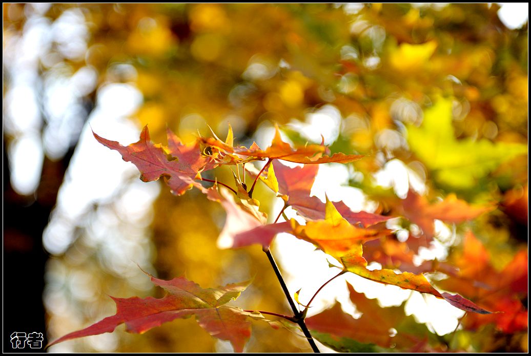 秋叶18.jpg