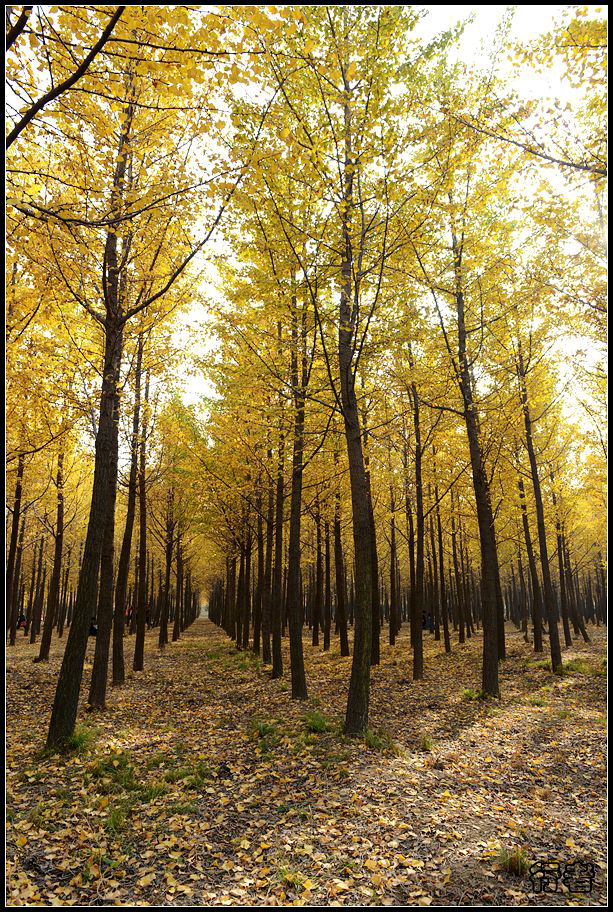 银杏林3.jpg