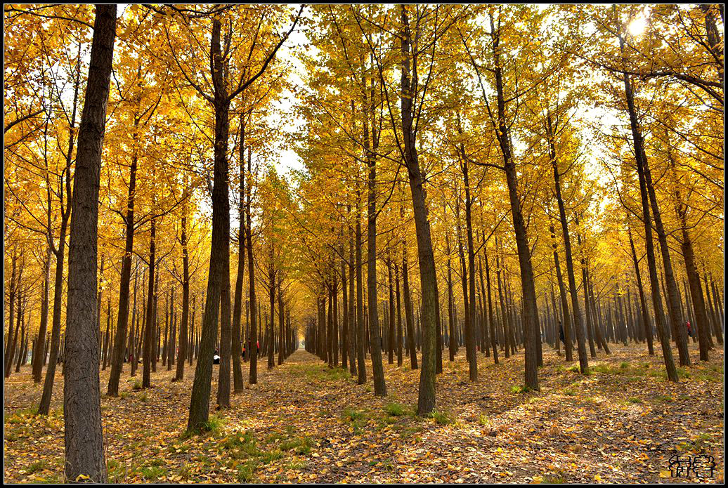 银杏林5.jpg