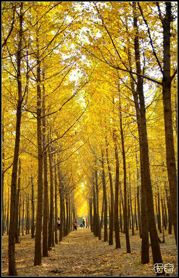 银杏林7.jpg