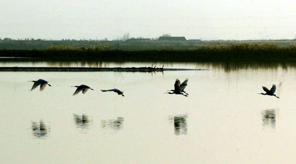 黄河湿地 (8).jpg