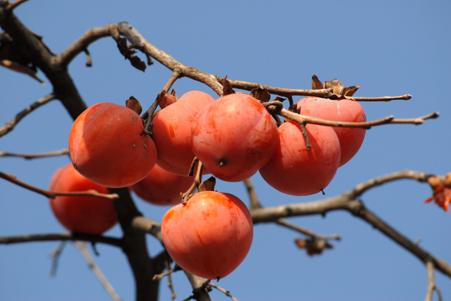 柿 子.jpg