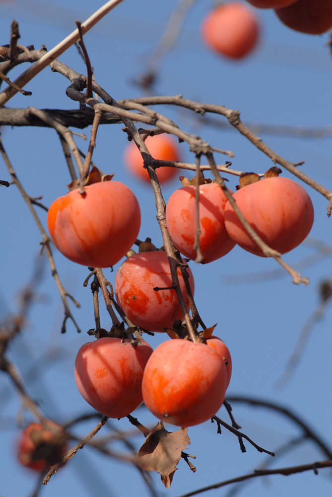 柿 子 (3).jpg