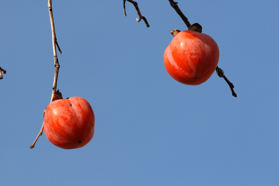 柿 子 (4).jpg