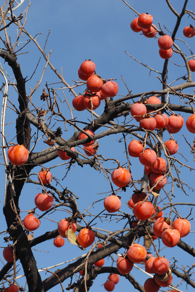 柿 子 (7).jpg