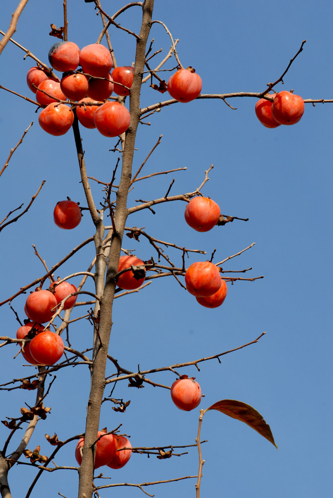 柿 子 (12).jpg