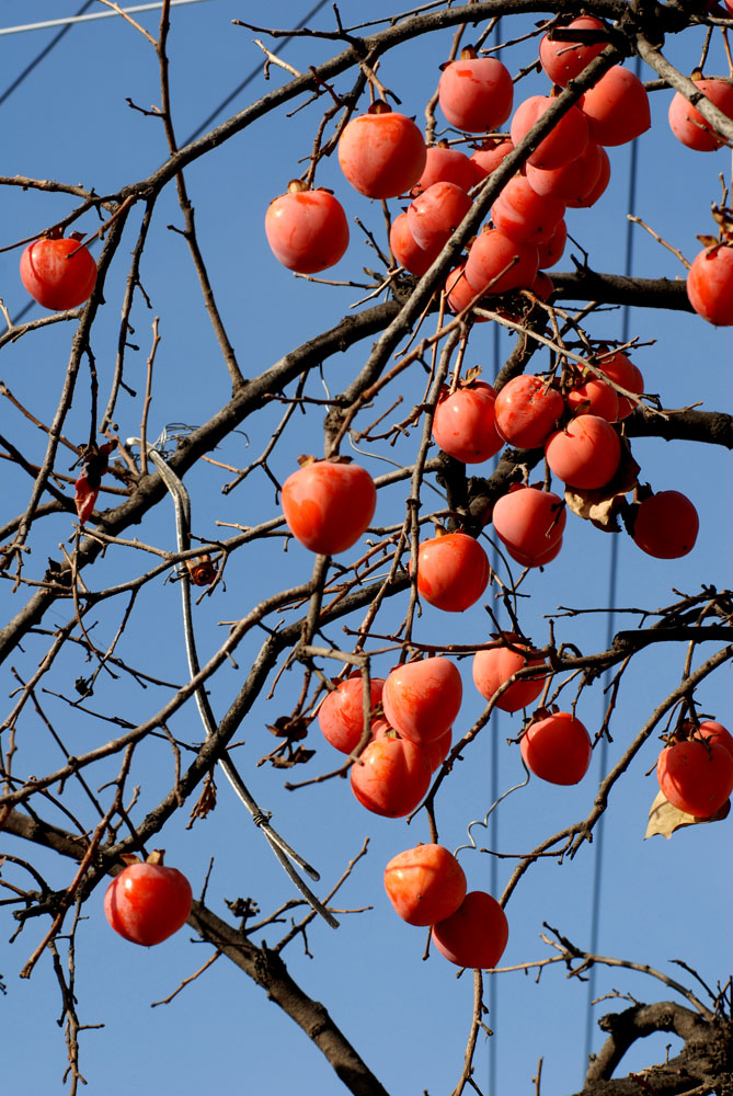 柿 子 (15).jpg