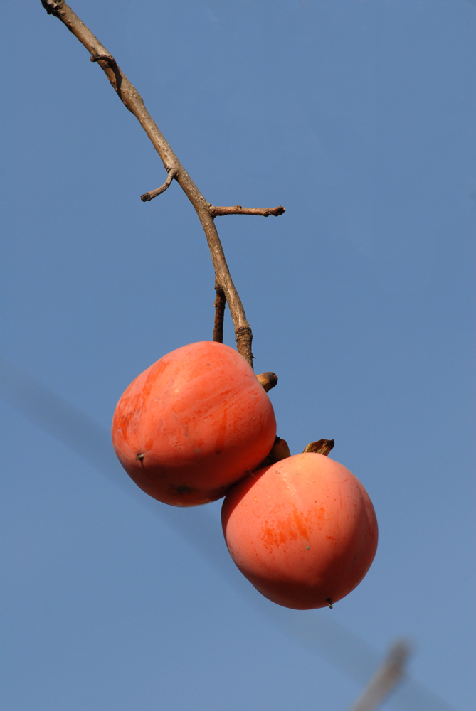 柿 子 (19).jpg