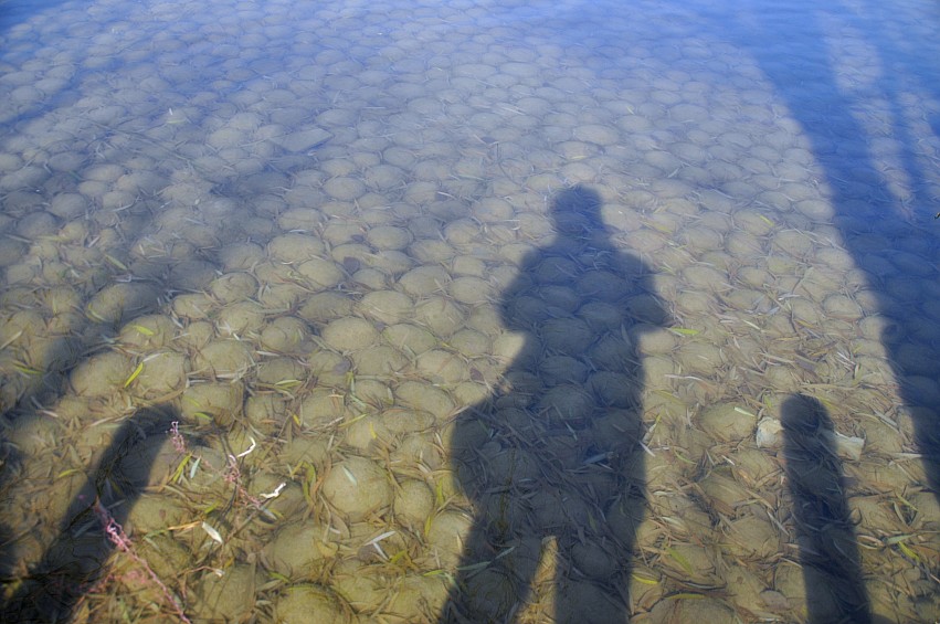 DSC_0100_conew1.jpg