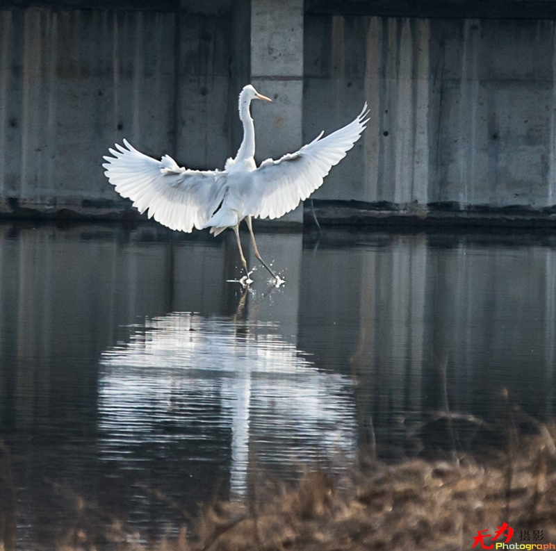 浐灞飞鸟 (04).jpg