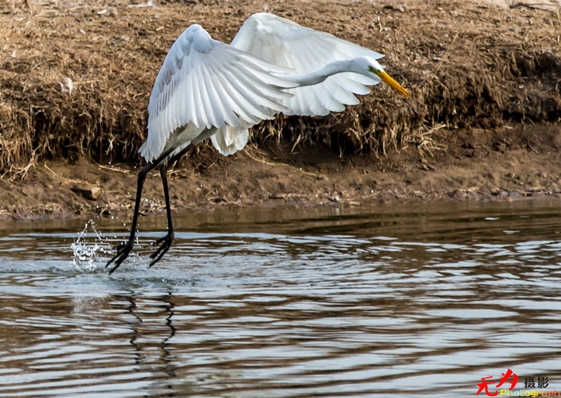 浐灞飞鸟 (05).jpg