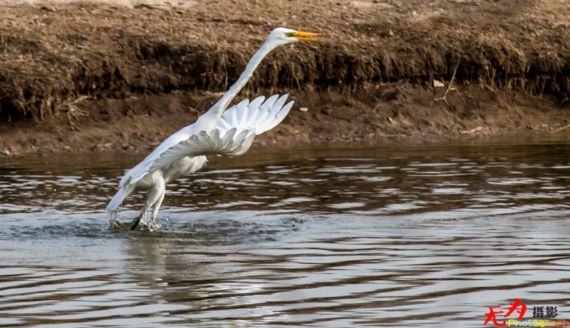 浐灞飞鸟 (06).jpg