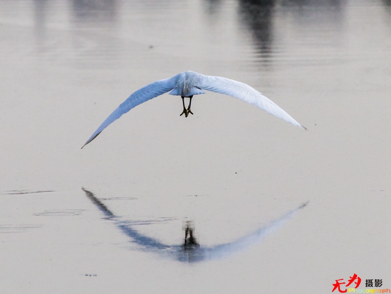 浐灞飞鸟 (11).jpg