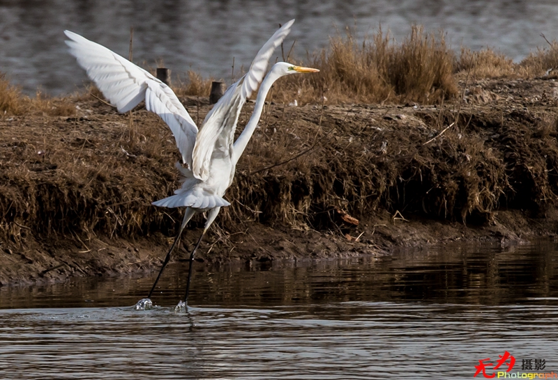 浐灞飞鸟 (10).jpg
