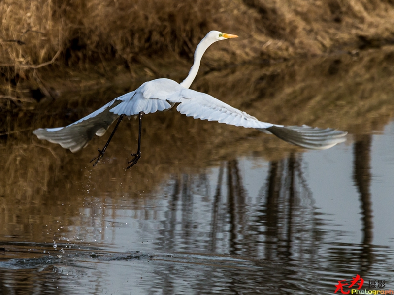 浐灞飞鸟 (13).jpg