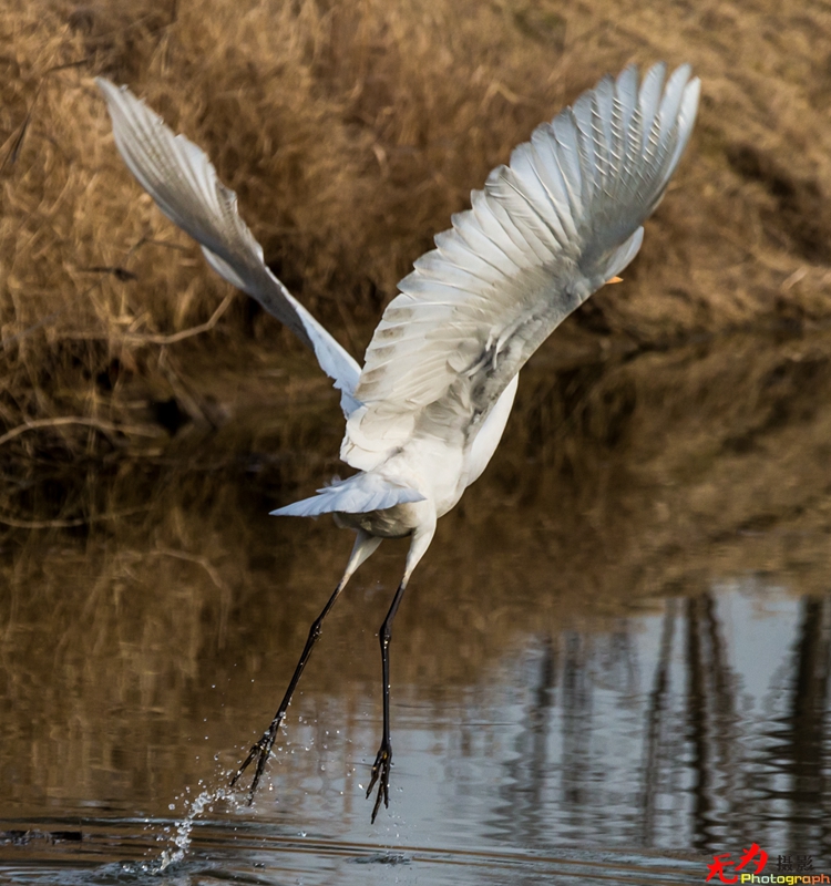浐灞飞鸟 (12).jpg