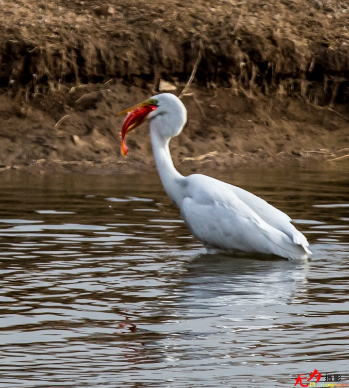 浐灞飞鸟 (18).jpg