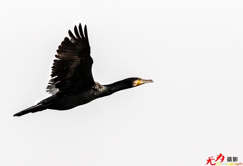 浐灞飞鸟 (22).jpg