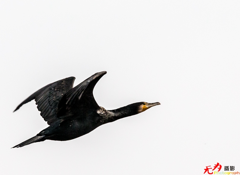 浐灞飞鸟 (24).jpg