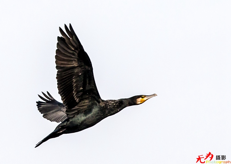 浐灞飞鸟 (27).jpg