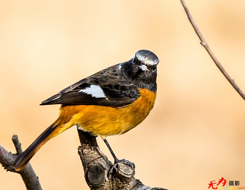 浐灞飞鸟 (32).jpg