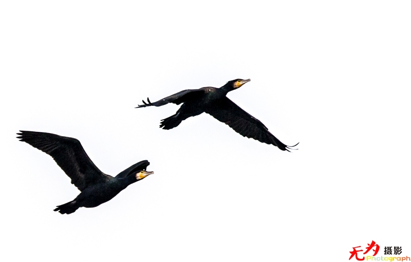 浐灞飞鸟 (28).jpg