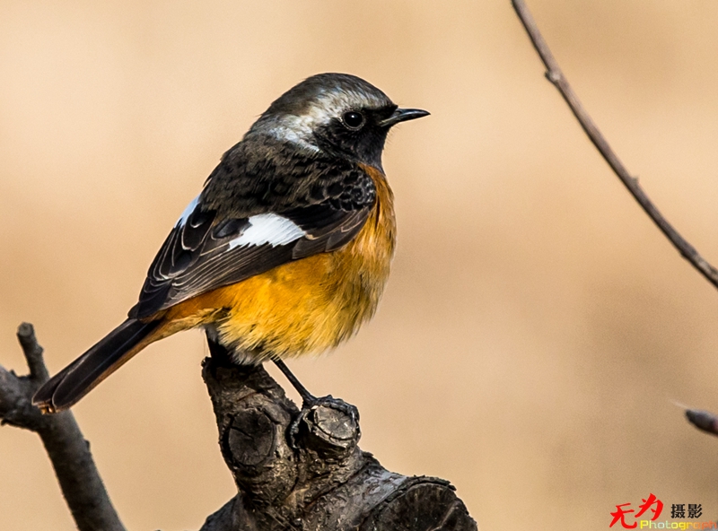 浐灞飞鸟 (31).jpg