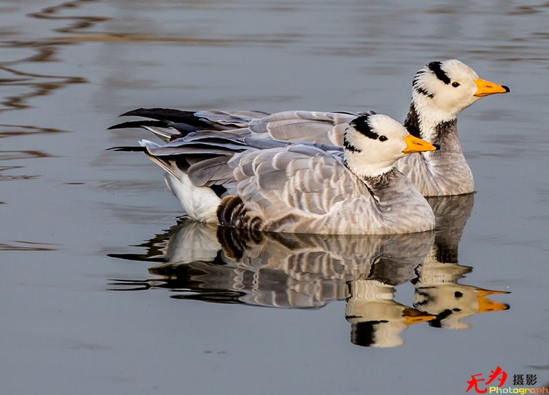 浐灞飞鸟 (34).jpg