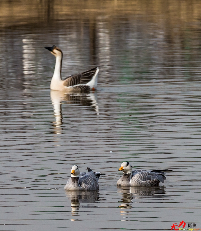 浐灞飞鸟 (37).jpg