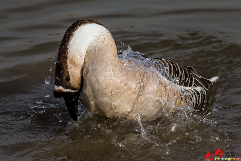 浐灞飞鸟 (47).jpg