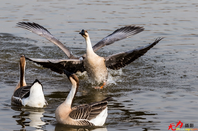 浐灞飞鸟 (41).jpg