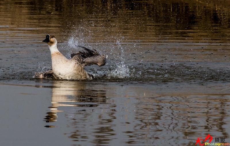 浐灞飞鸟 (53).jpg