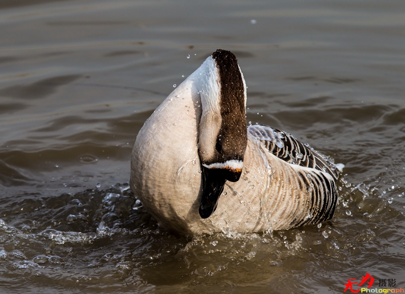 浐灞飞鸟 (48).jpg