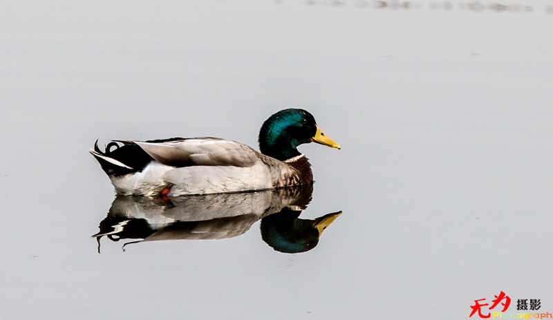 浐灞飞鸟 (49).jpg