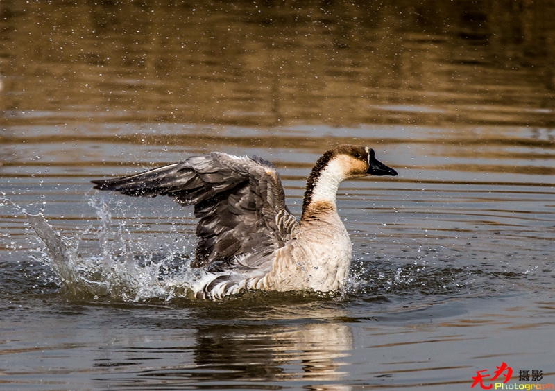 浐灞飞鸟 (55).jpg
