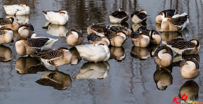 浐灞飞鸟 (60).jpg