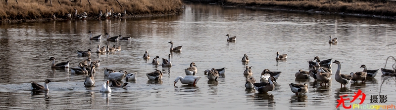 浐灞飞鸟 (64).jpg