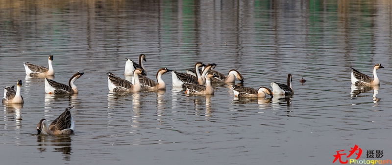 浐灞飞鸟 (63).jpg
