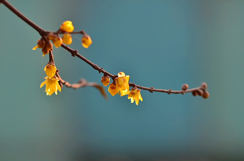 大慈恩寺公园人像习作 093_副本.jpg
