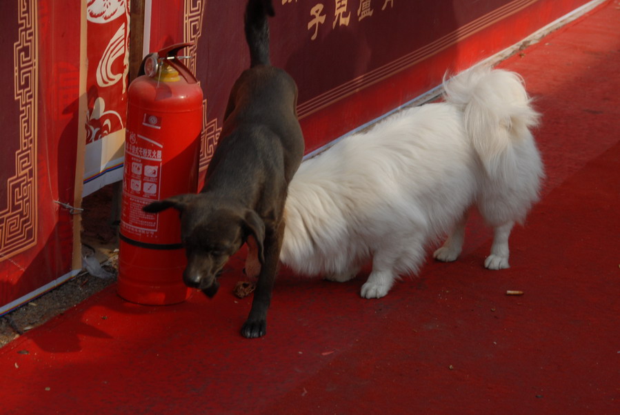 年货市场 (31).JPG