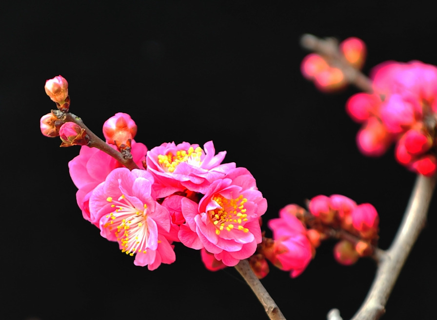 DSC_6812_副本_副本 - 副本.jpg