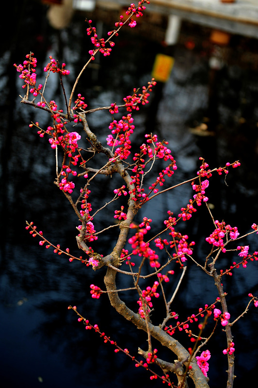 DSC_6827_副本_副本 - 副本.jpg