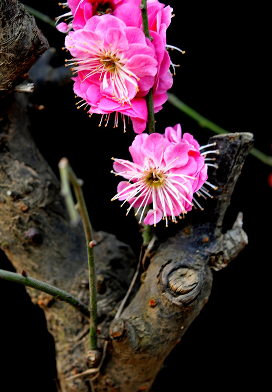 DSC_7066_副本_副本 - 副本.jpg