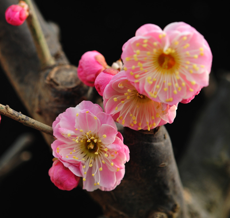 DSC_7076_副本_副本 - 副本.jpg