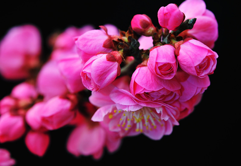 DSC_7092_副本_副本 - 副本.jpg