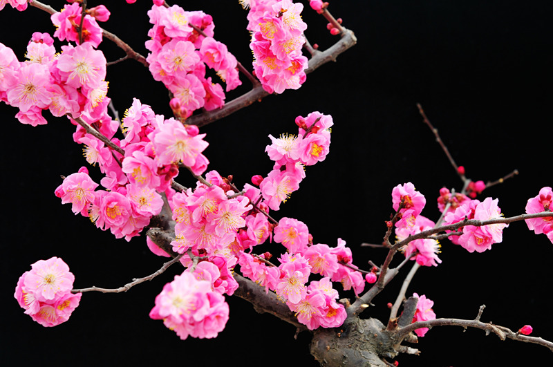 DSC_7100_副本_副本 - 副本.jpg