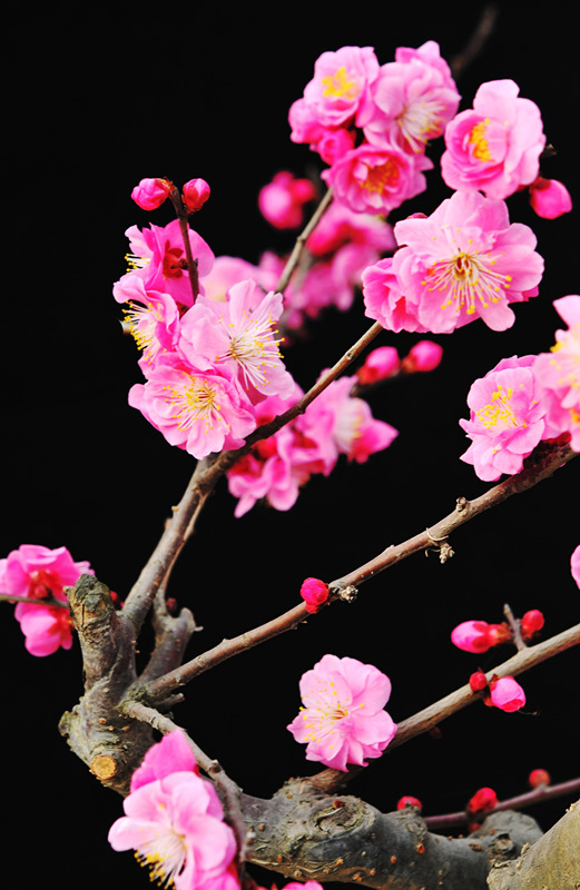 DSC_7103_副本_副本 - 副本.jpg