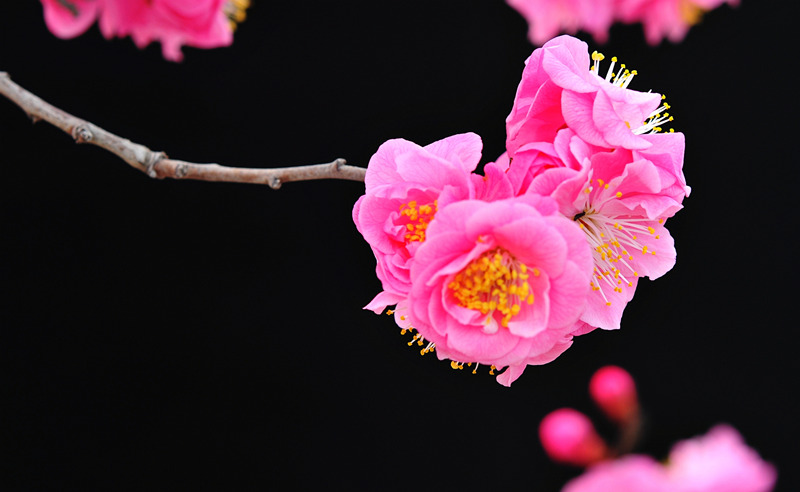 DSC_7109_副本_副本 - 副本.jpg