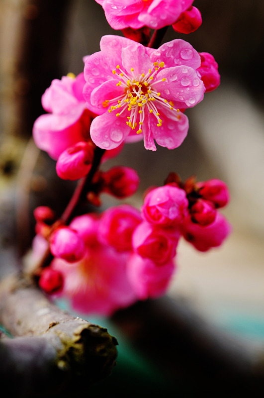 DSC_7120_副本_副本 - 副本.jpg